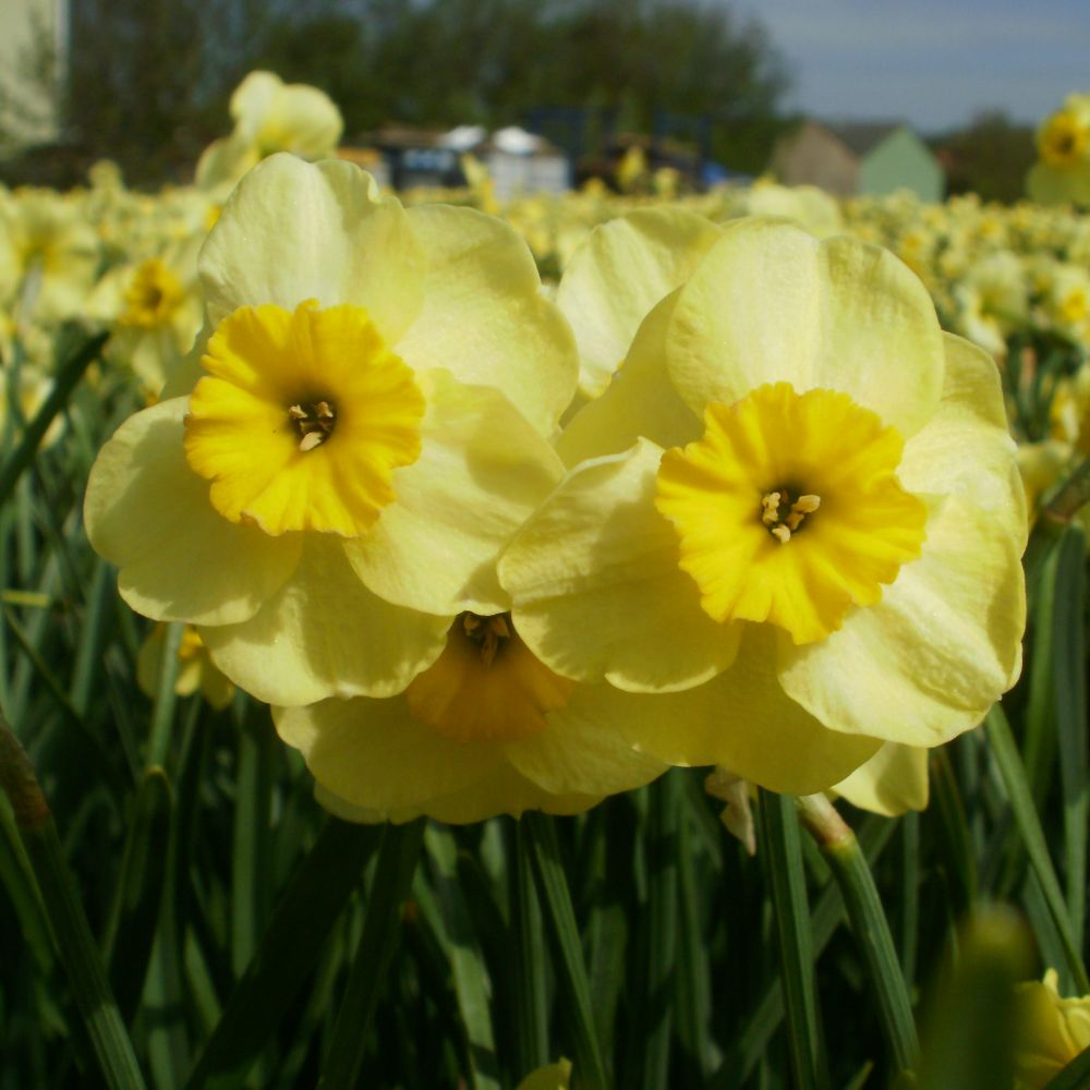 Narcissus Sundisc 10 st. BIO