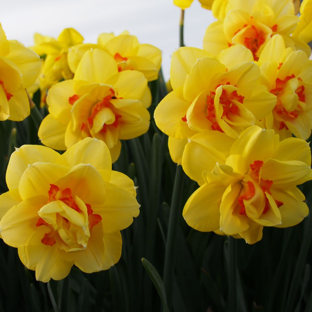 Narcissus Tahiti 10 st. BIO