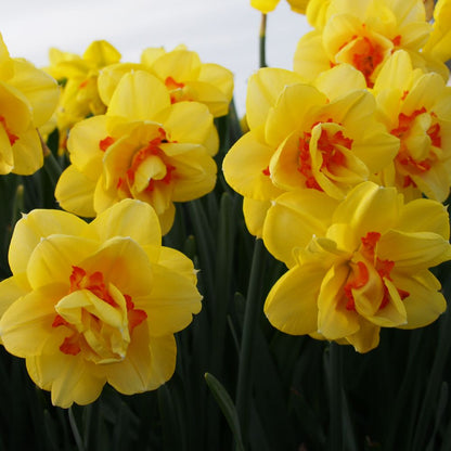 Narcissus Tahiti 10 st. BIO