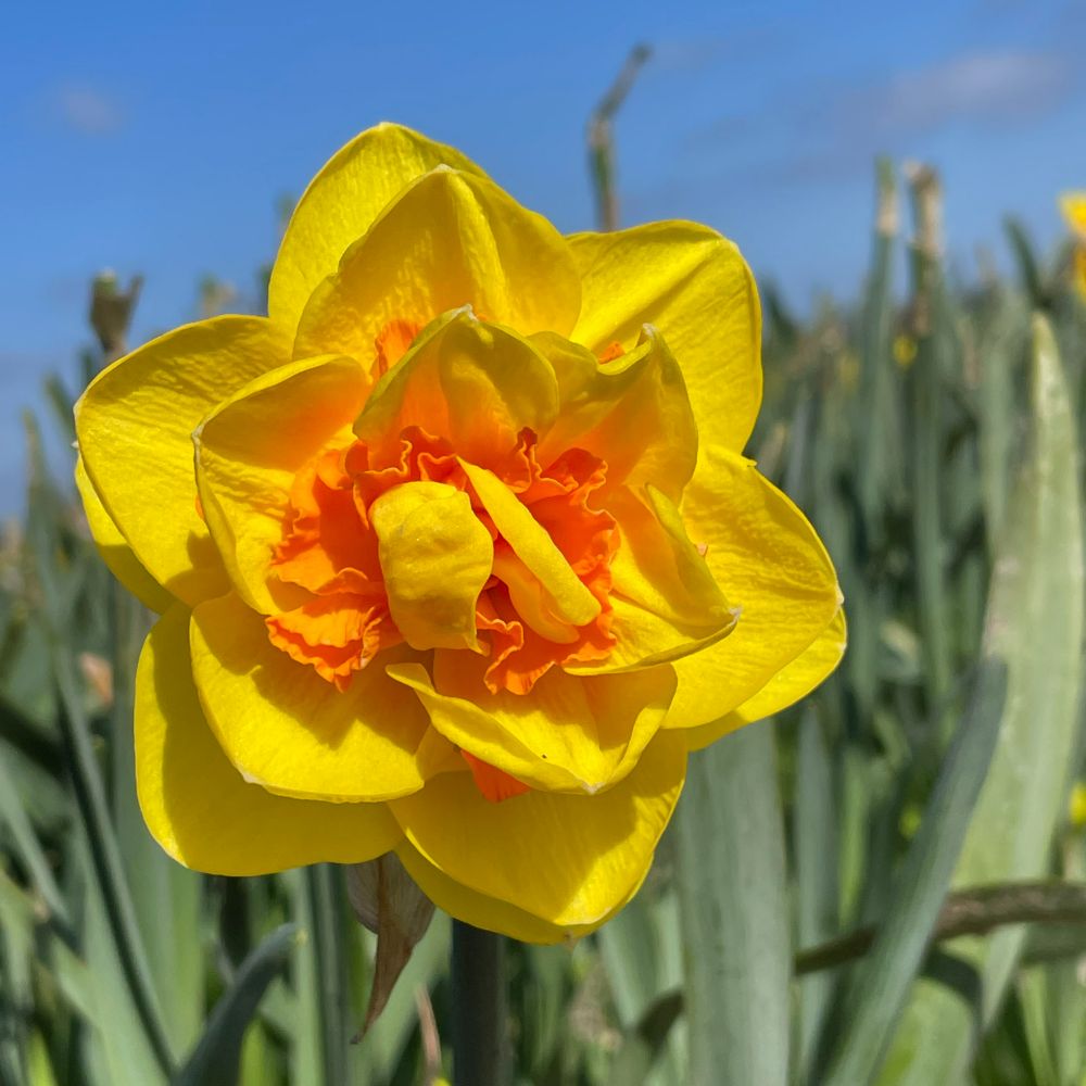 Narcissus Tahiti 10 st. BIO