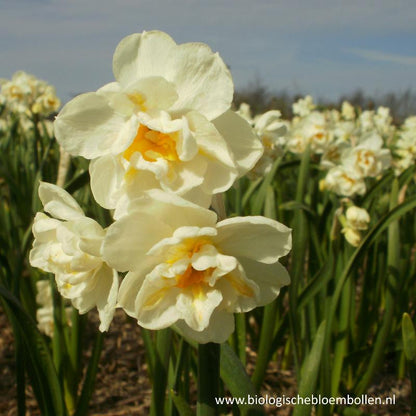 Narcissus Bridal Crown 10 st. BIO