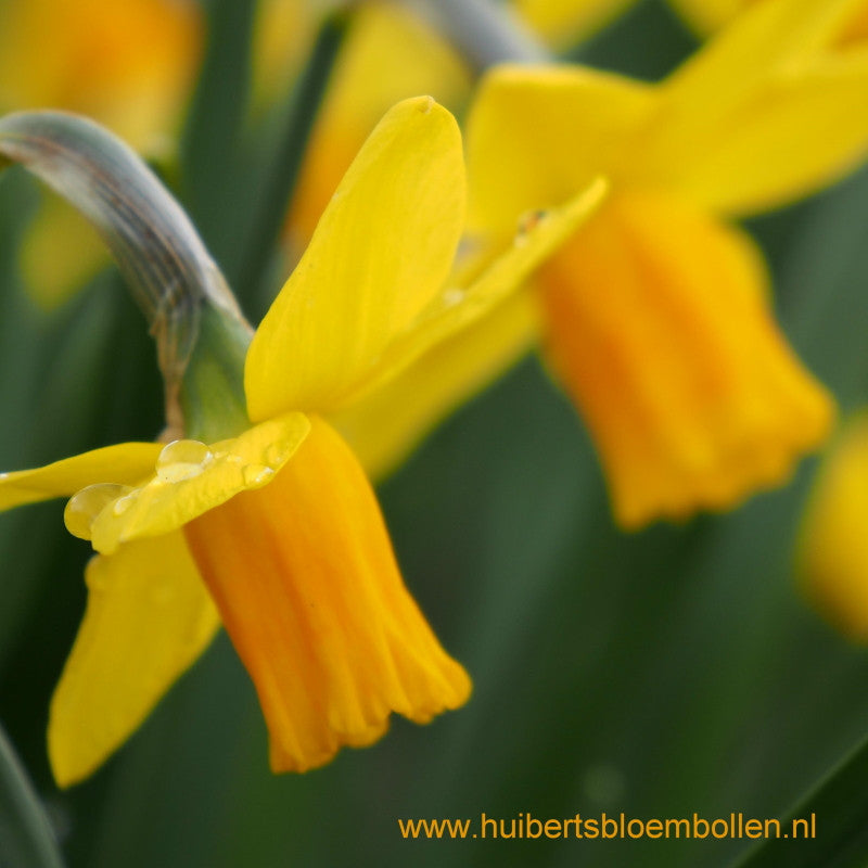 Narcissus Jetfire 10 st. BIO