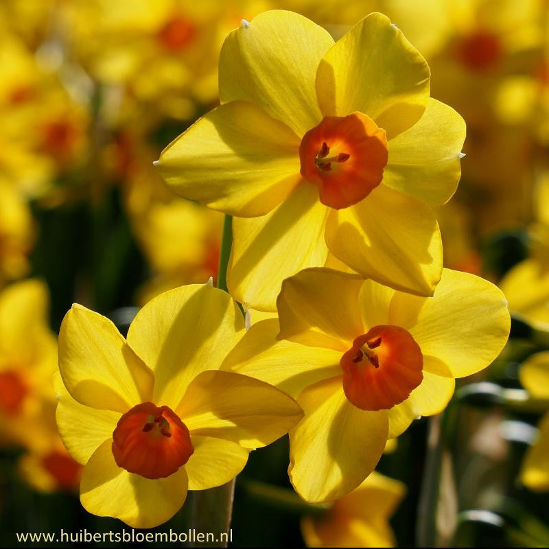 Narcissus Martinette 10 st. BIO