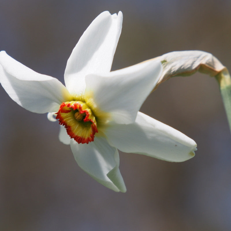 Narcissus Poeticus var Recurvus 10 st. BIO