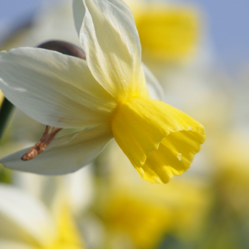 Narcissus Sailboat 10 st. BIO