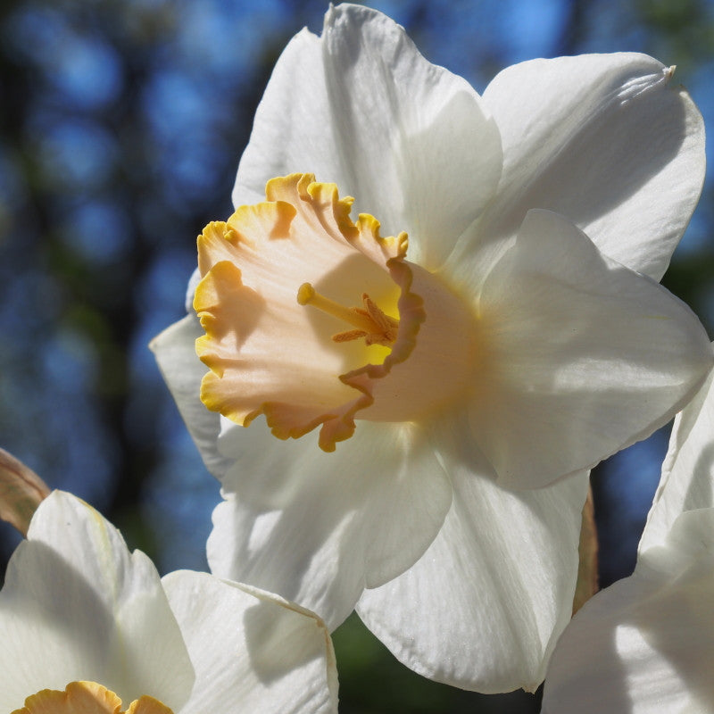 Narcissus Salomé 10 st. BIO