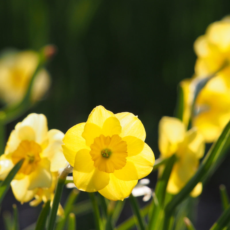 Narcissus Sundisc 10 st. BIO