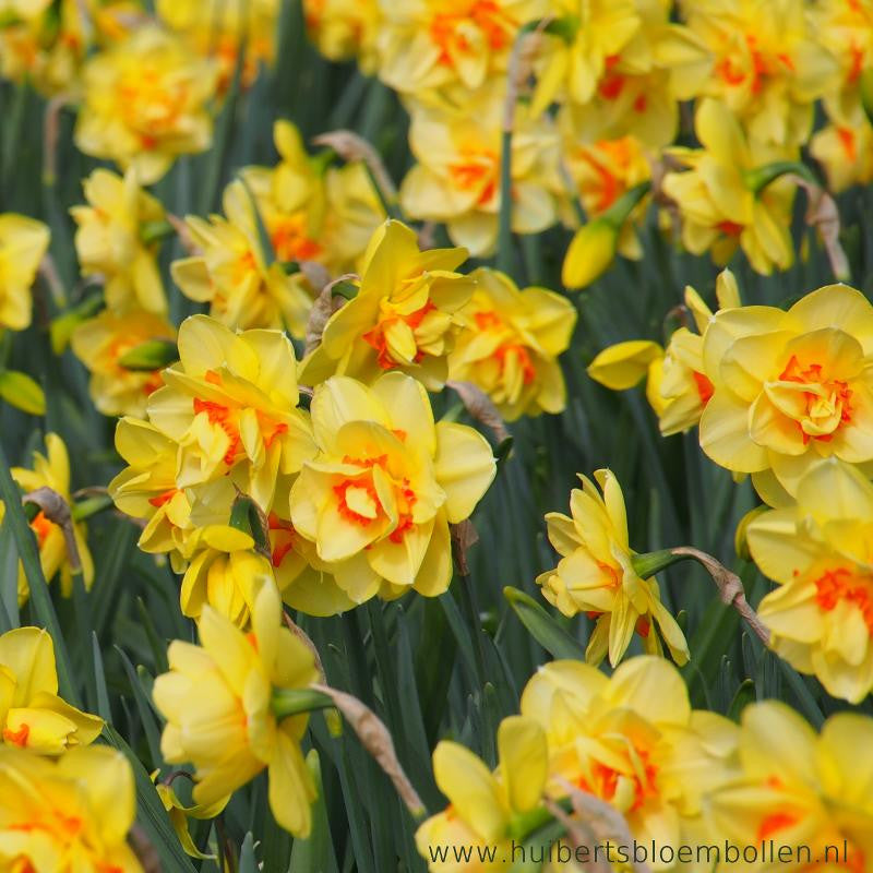 Narcissus Tahiti 10 st. BIO