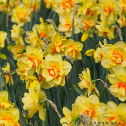 Narcissus Tahiti 10 st. BIO