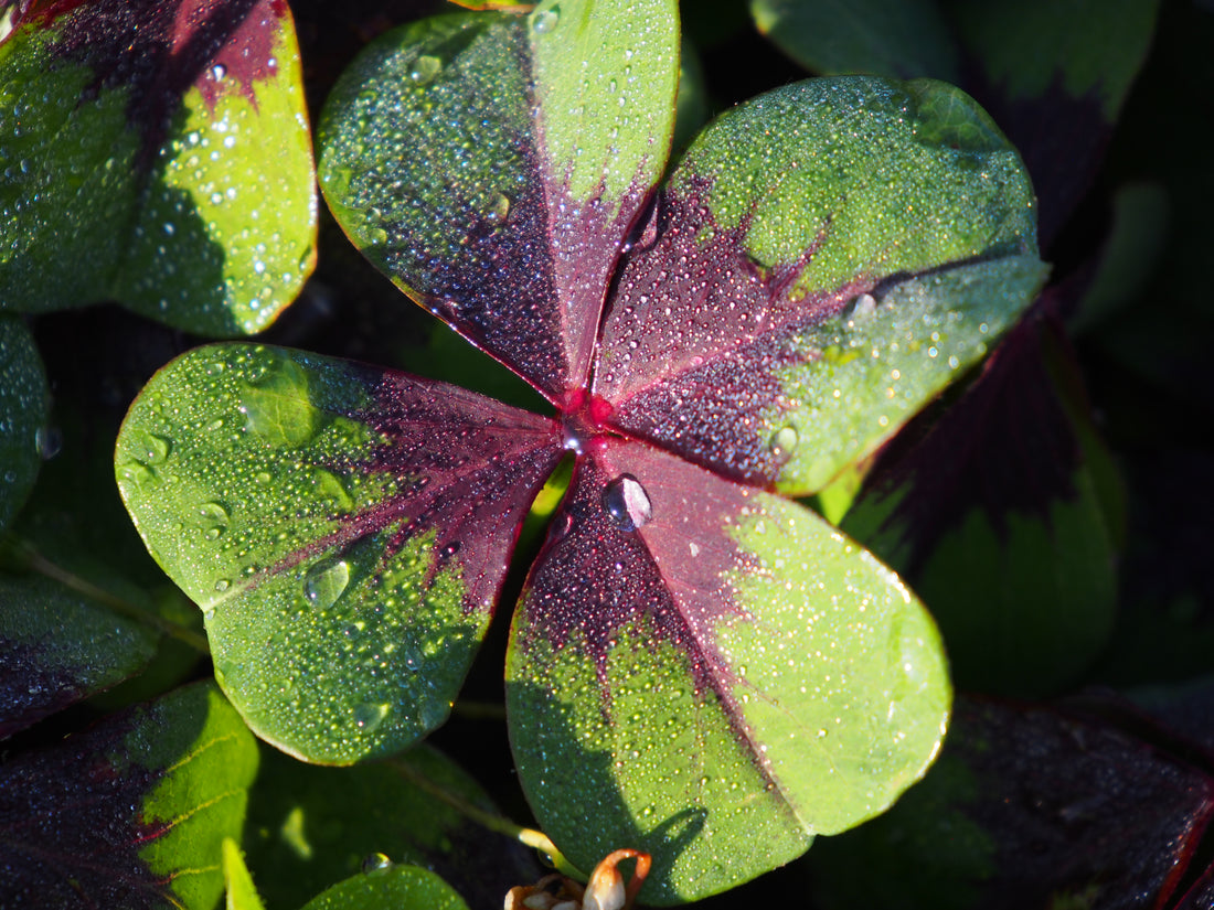 BIO Geluksklavertjes
