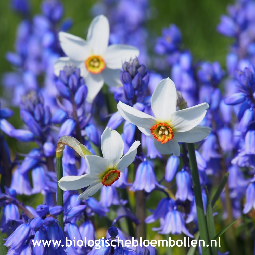 Poëten Mix BIO