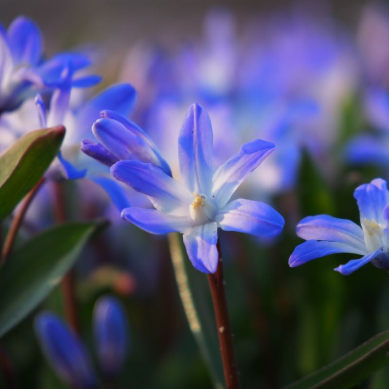 Sneeuwroem Blauw 10 st. BIO