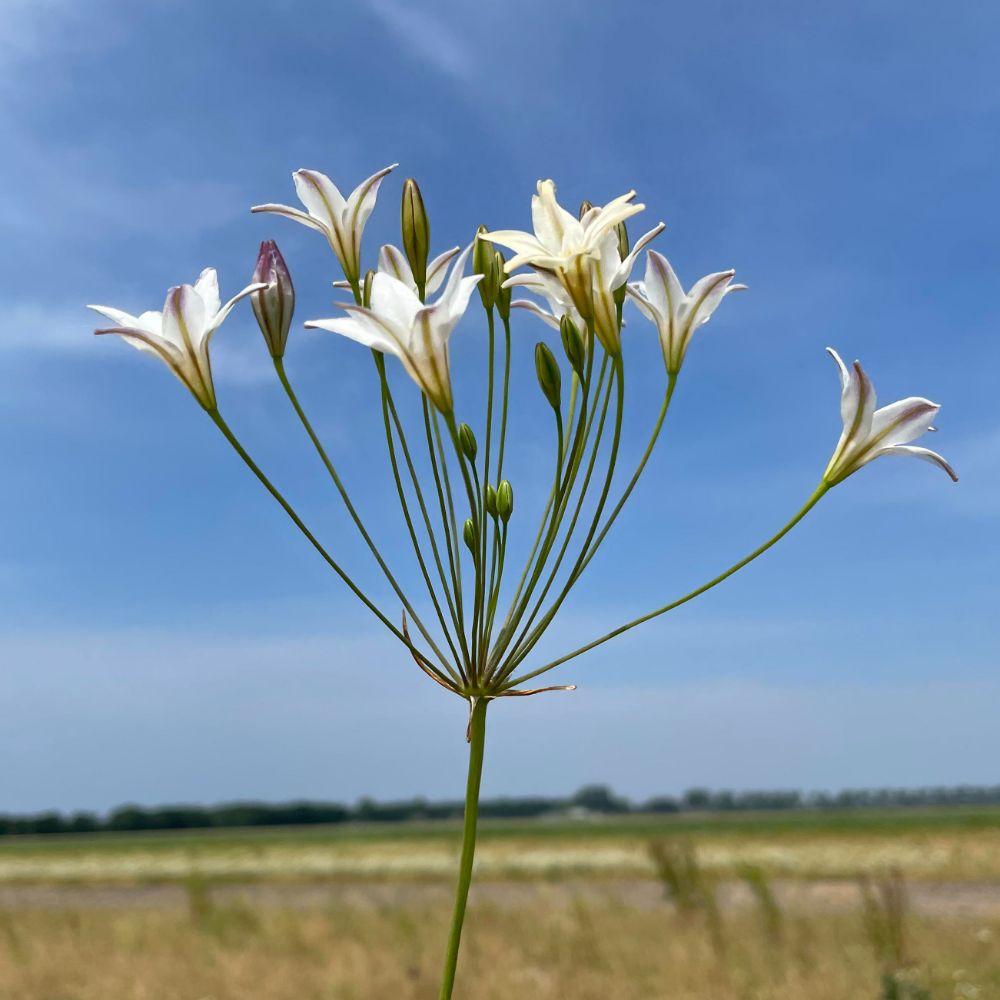 Triteleia Silver Queen (Brodiaea) 10 st. BIO