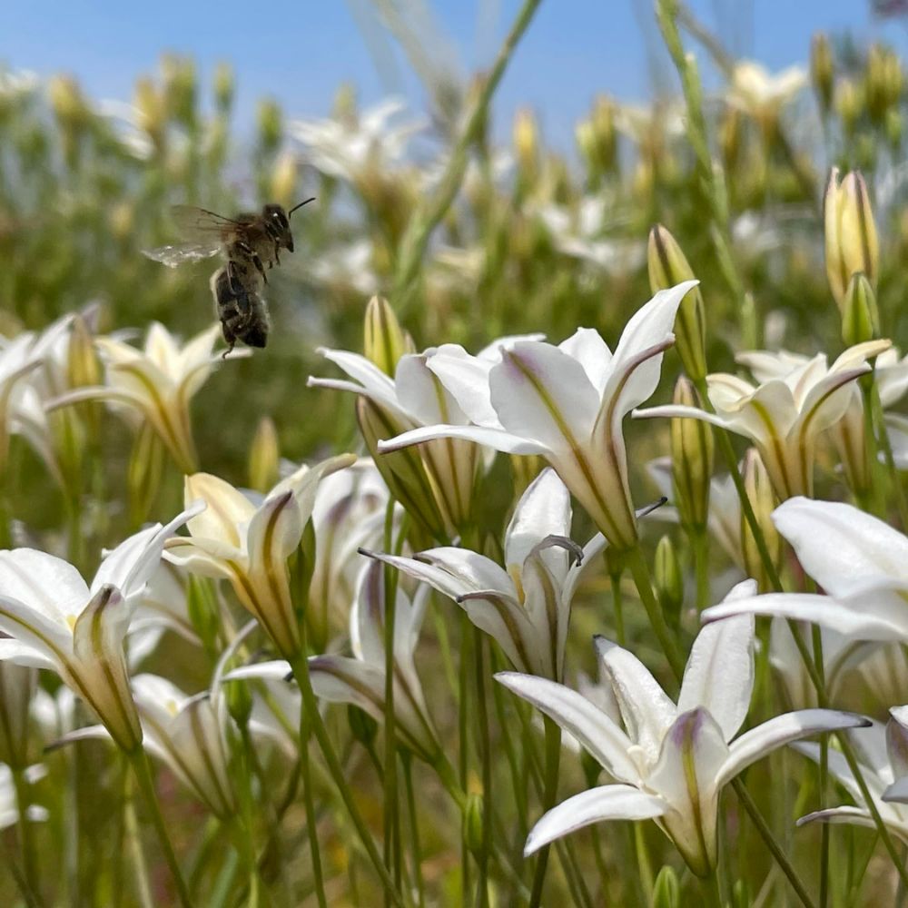 Triteleia Silver Queen (Brodiaea) 10 st. BIO