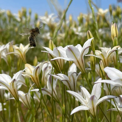 Triteleia Silver Queen (Brodiaea) 10 st. BIO