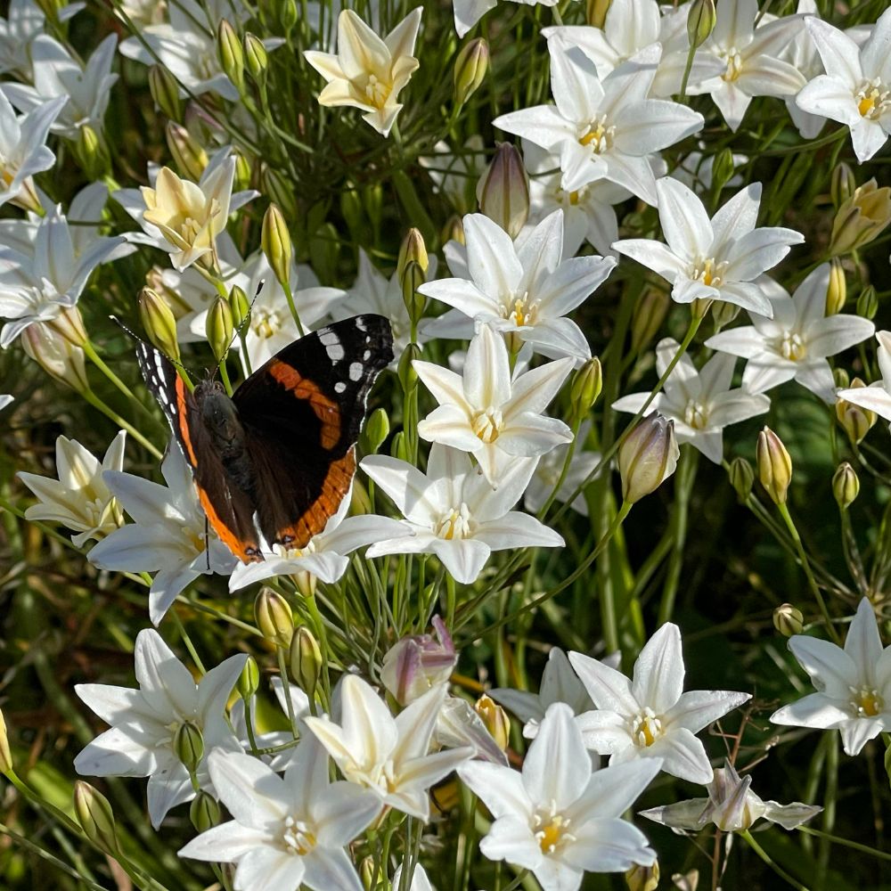 Triteleia Silver Queen (Brodiaea) 10 st. BIO