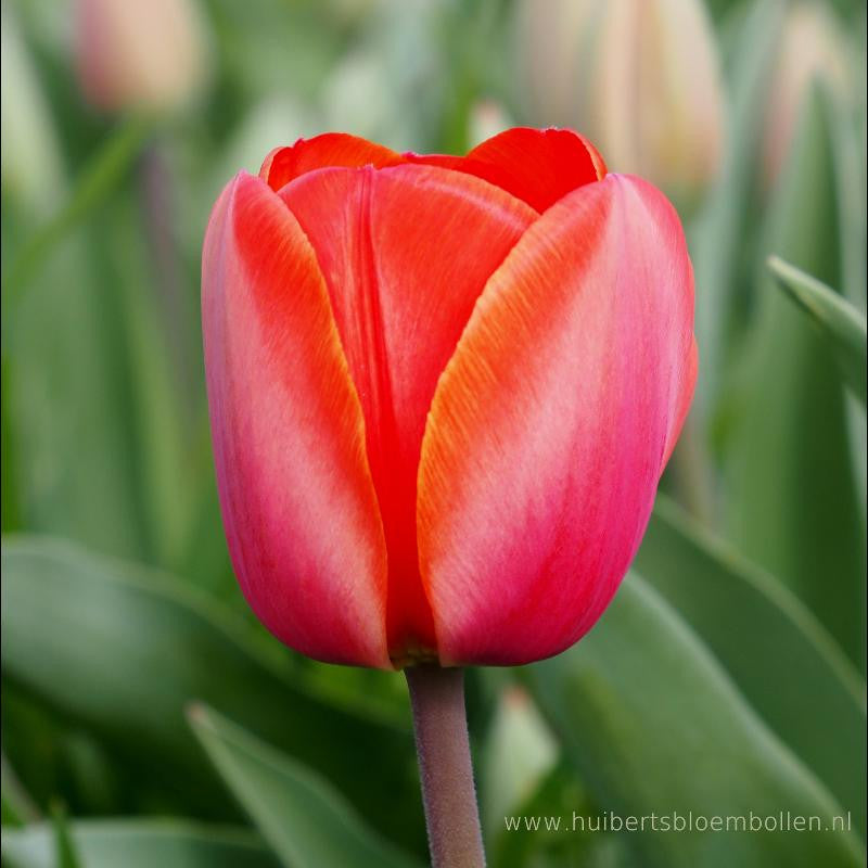 Tulipa Ad Rem 10 st. BIO