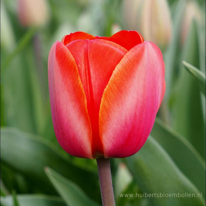 Tulipa Ad Rem 10 st. BIO