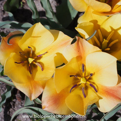 Tulipa Batalinii Bronze Charm 10 st. BIO