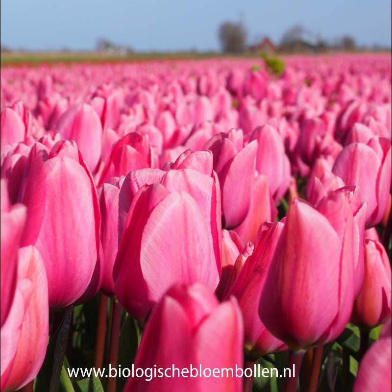 Tulipa Big Love 10 st. BIO