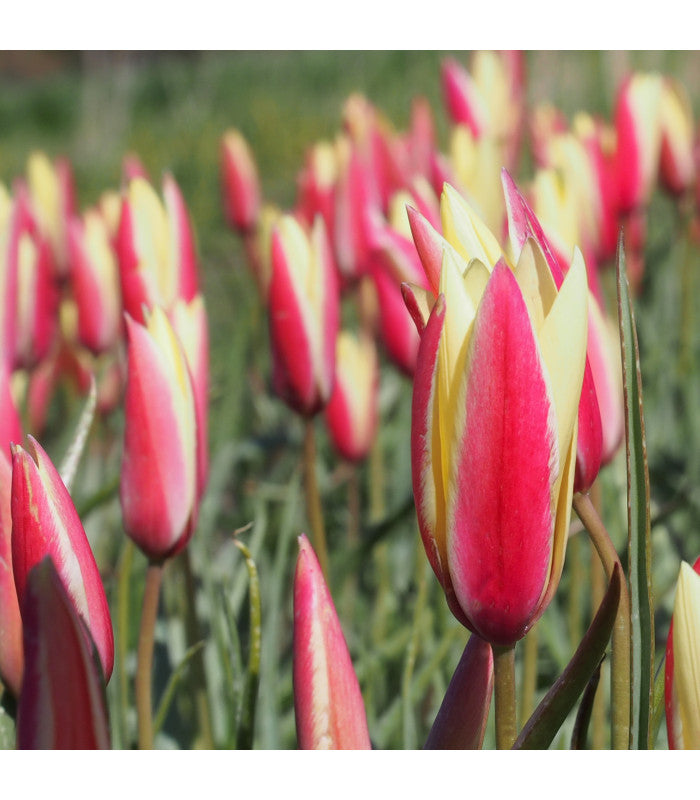 Tulipa Clusiana Cynthia 10 st BIO