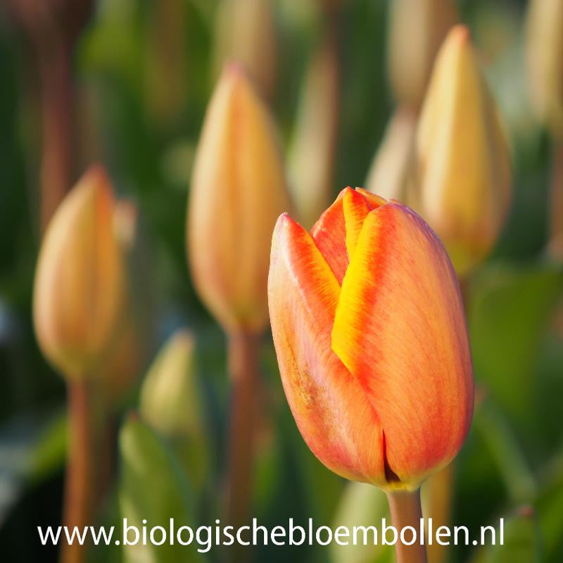 Tulipa Dafeng 10 st. BIO
