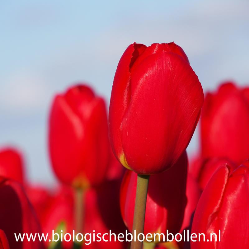 Tulipa Fire Clay 10 st. BIO