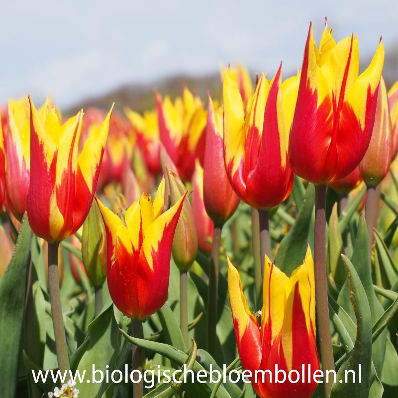 Tulipa Fire Wings 10 st. BIO