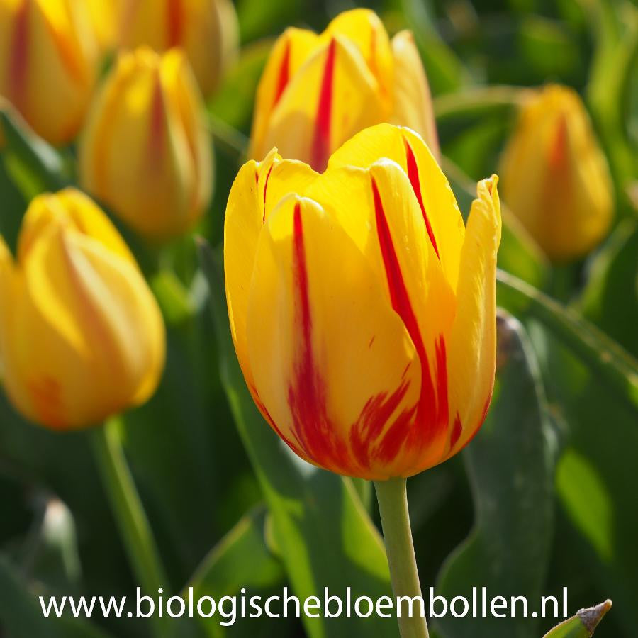 Tulipa Freedom Flame 10 st. BIO