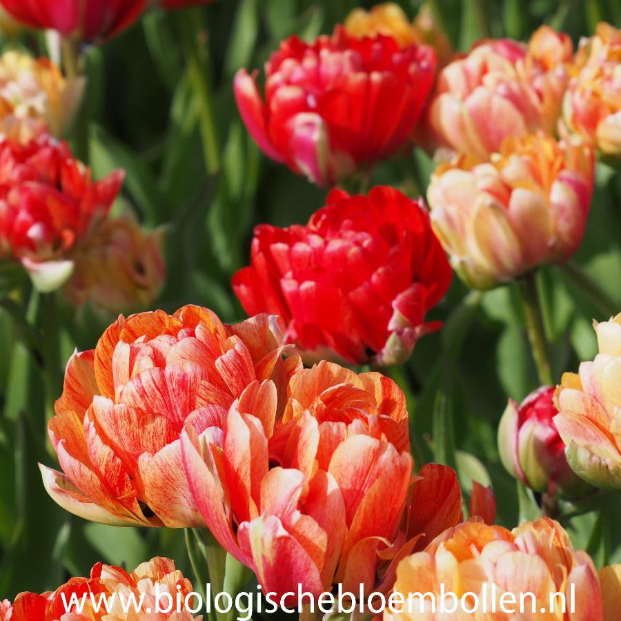 Tulipa Gudoshnik Double 10 st. BIO