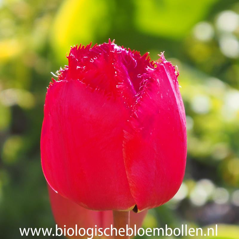 Tulipa Masterpeace 10 st.  BIO