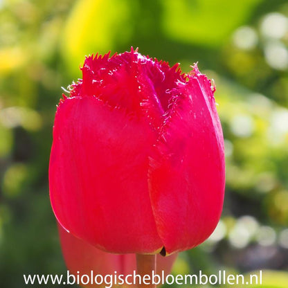 Tulipa Masterpeace 10 st.  BIO