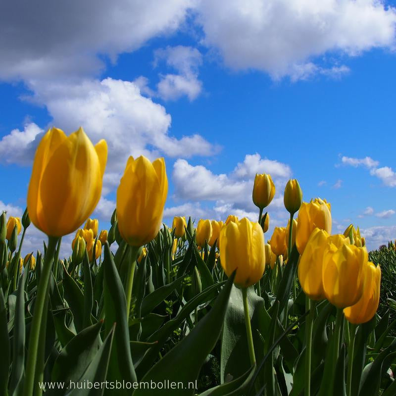 Tulipa Muscadet 10 st. BIO