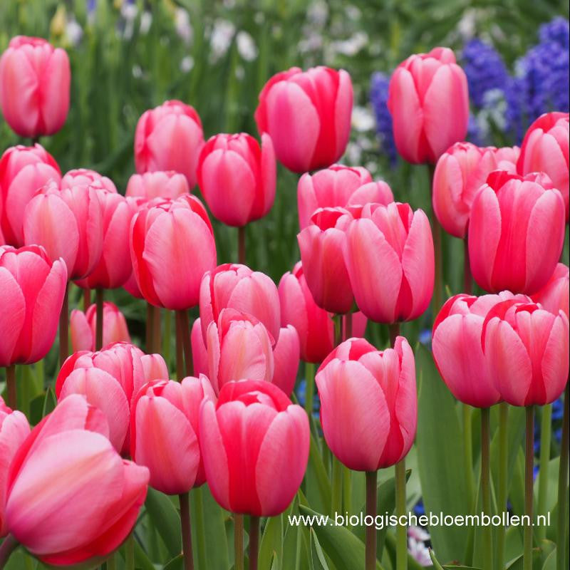 Tulipa Pink Impression 10 st. BIO