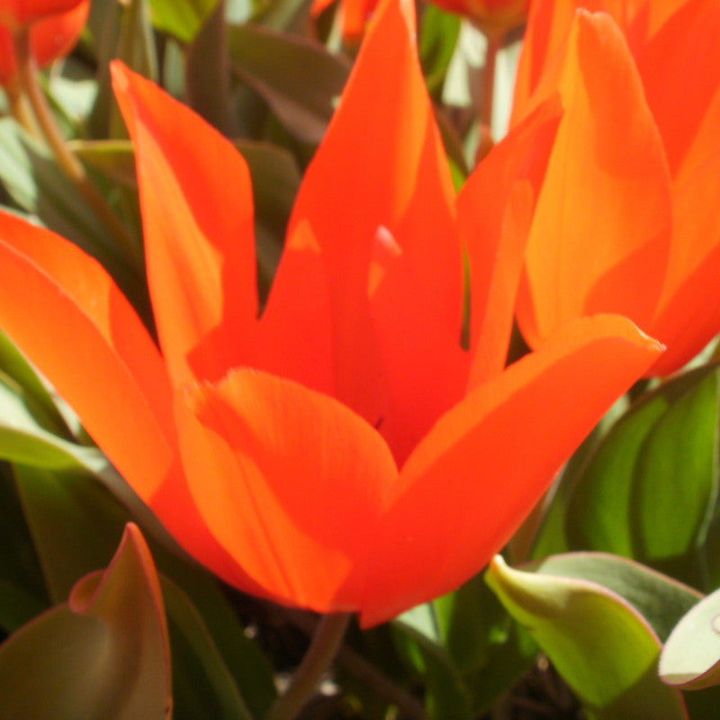 Tulipa Praestans Zwanenburg 10 st. BIO