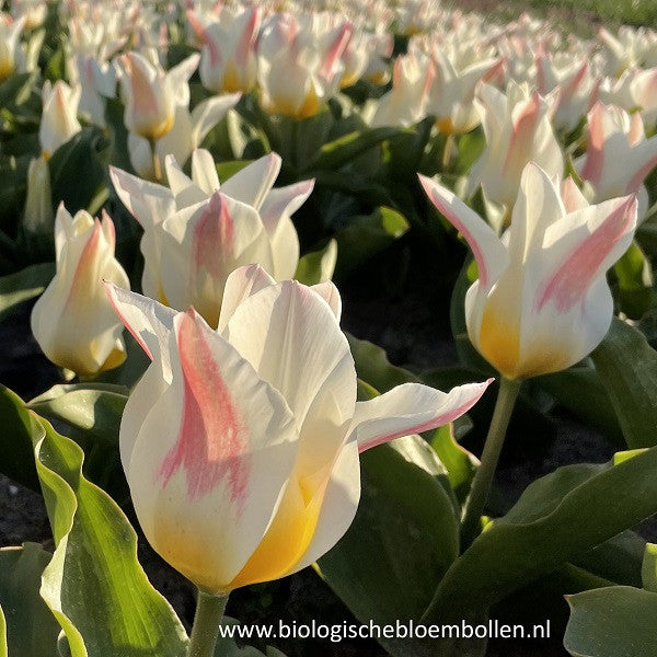 Tulipa Primeur Pride 10 st. BIO