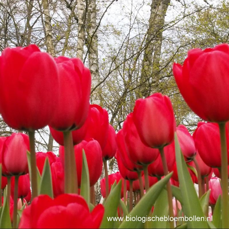 Tulipa Red Impression 10 st. BIO