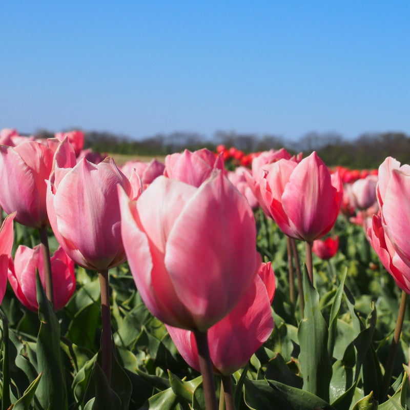 Tulipa Salmon Impression 10 st. BIO