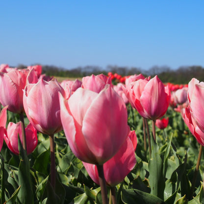 Tulipa Salmon Impression 10 st. BIO