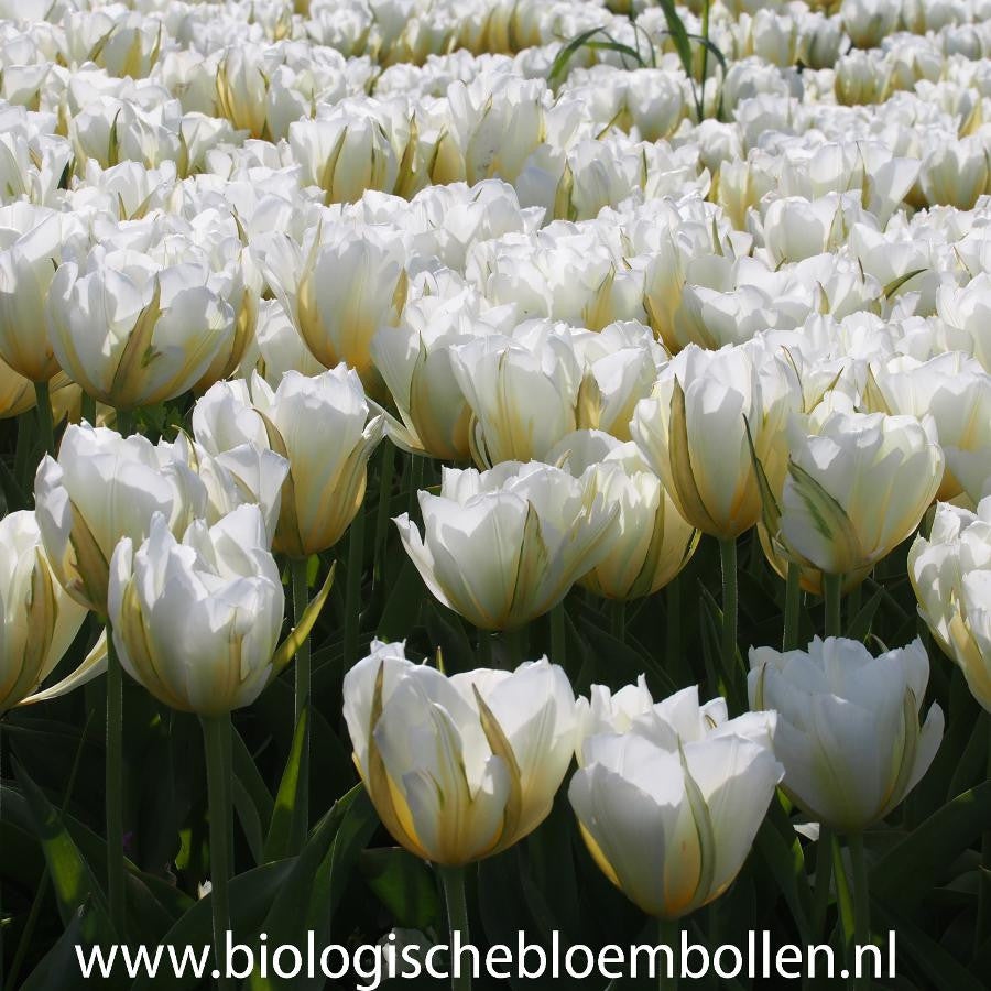 Tulipa White Valley/Exotic Emperor 10 st. BIO
