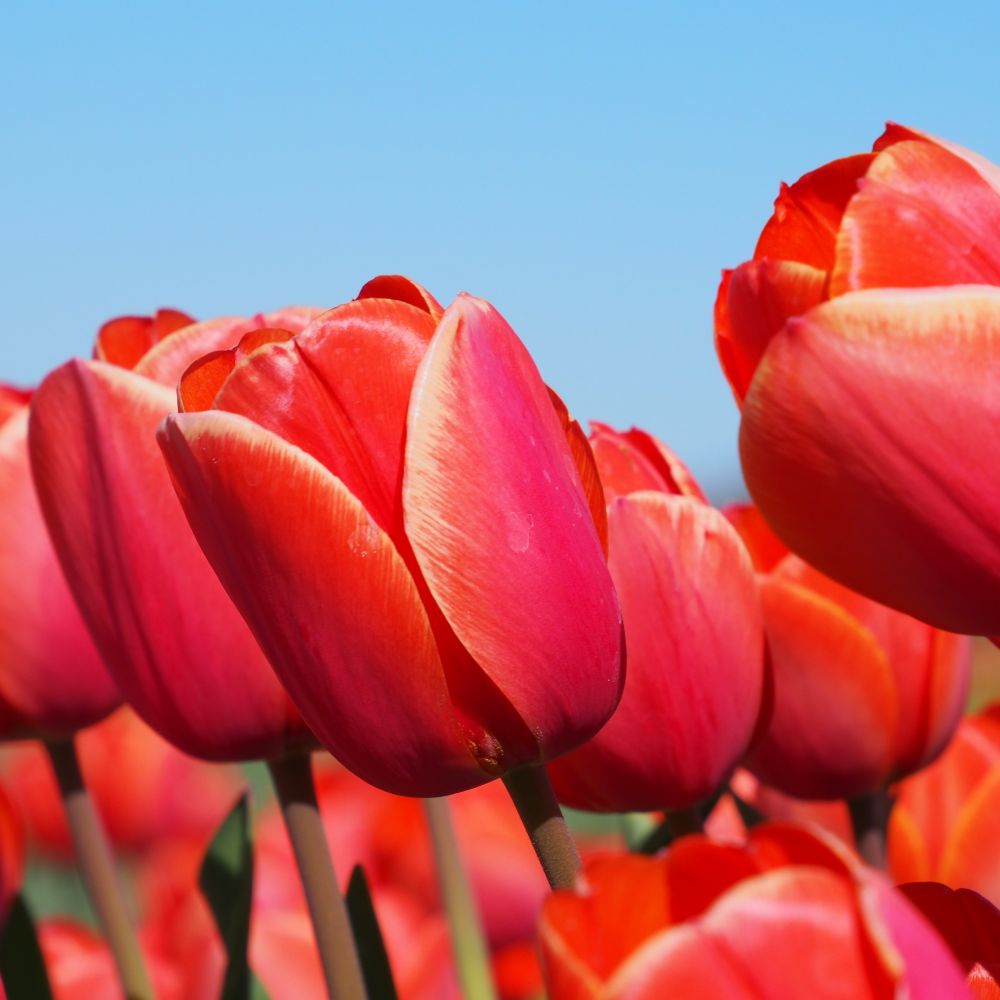 Tulipa Ad Rem 10 st. BIO