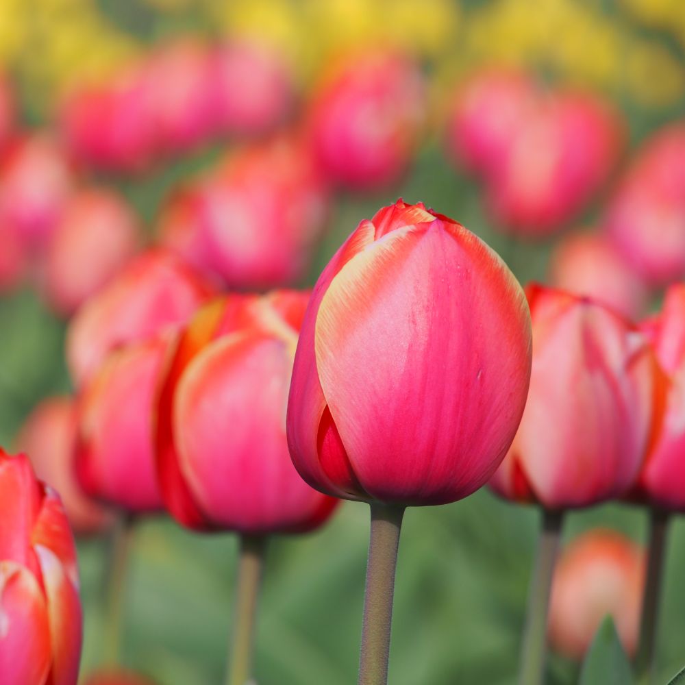 Tulipa Ad Rem 10 st. BIO