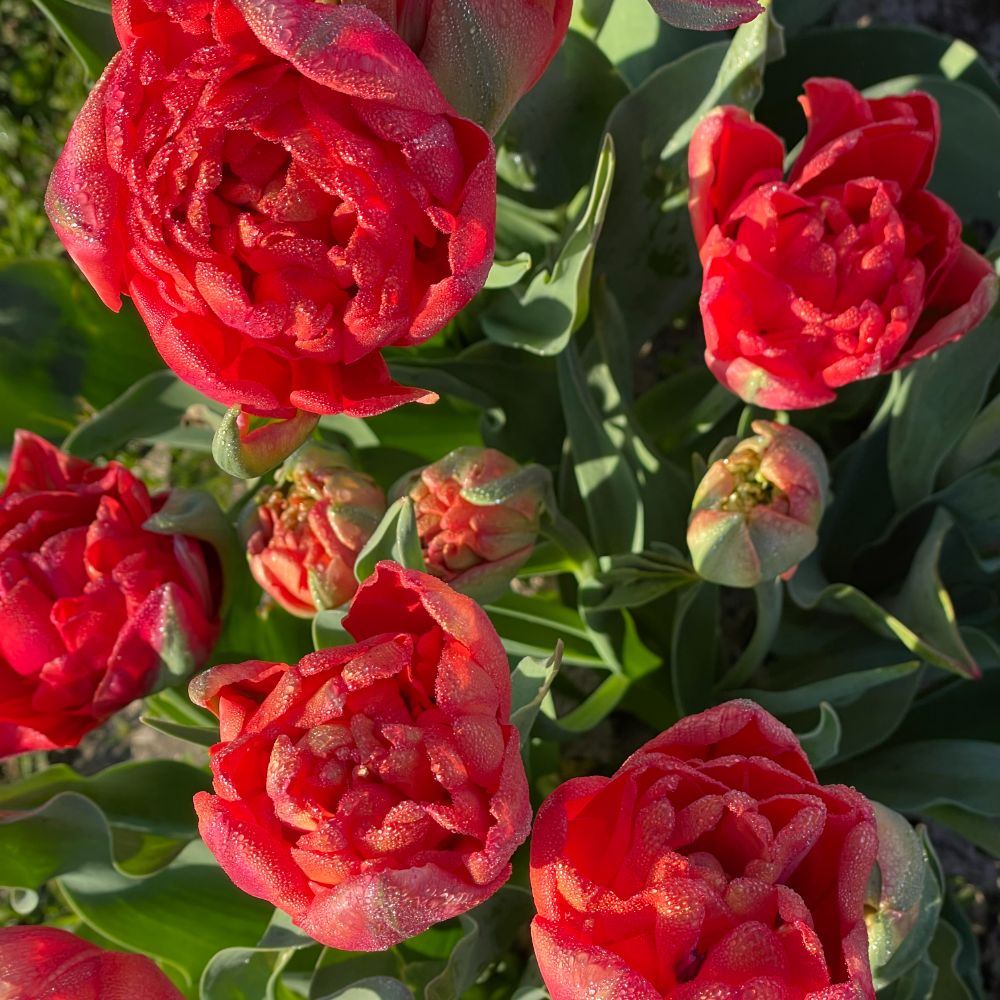 Tulipa Andante 10 st. BIO