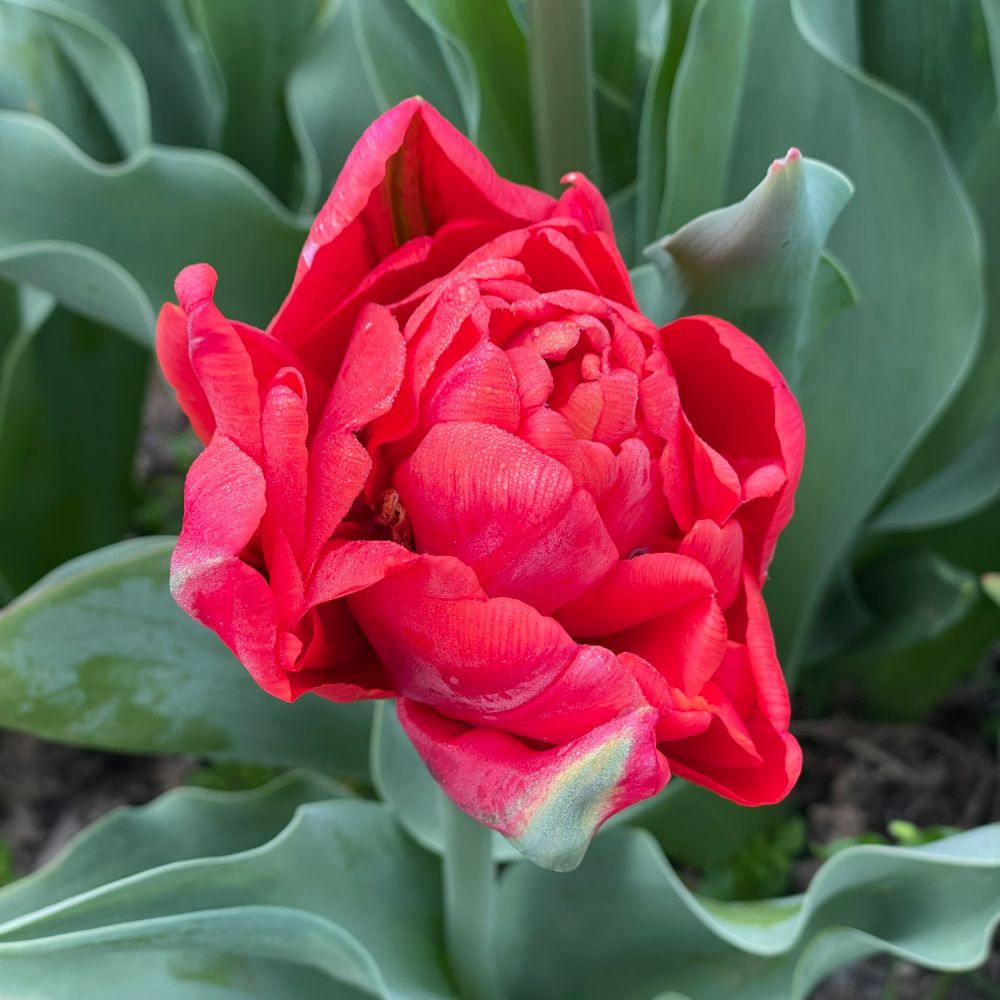 Tulipa Andante 10 st. BIO