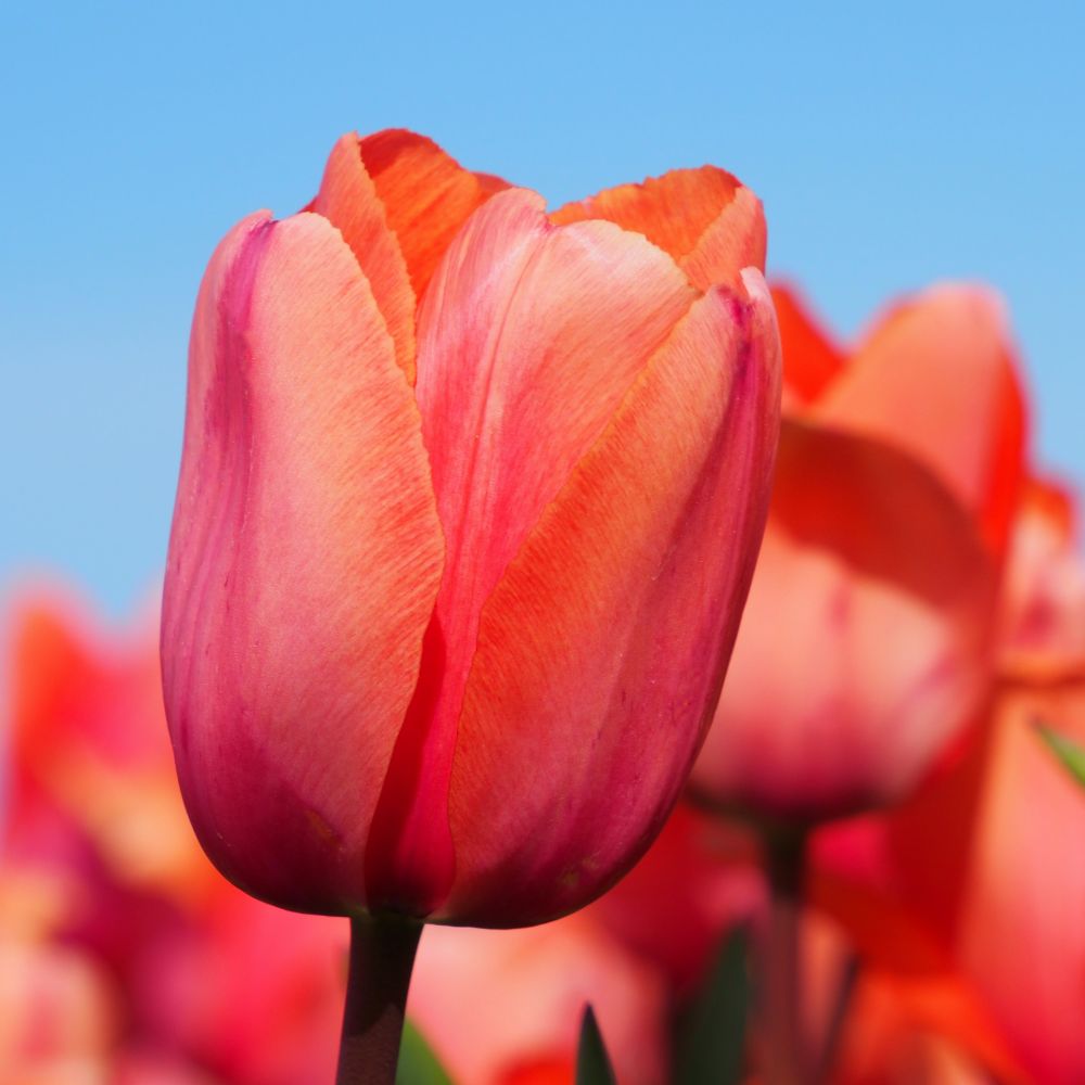 Tulipa Apricot Impression 10 st. BIO