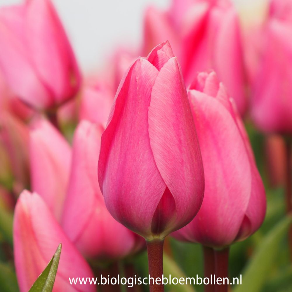 Tulipa Big Love 10 st. BIO