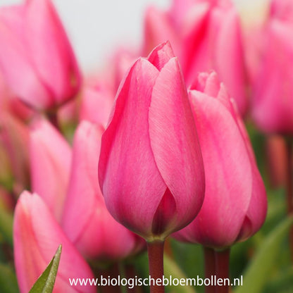 Tulipa Big Love 10 st. BIO