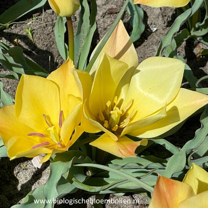Tulipa Batalinii Bronze Charm 10 st. BIO
