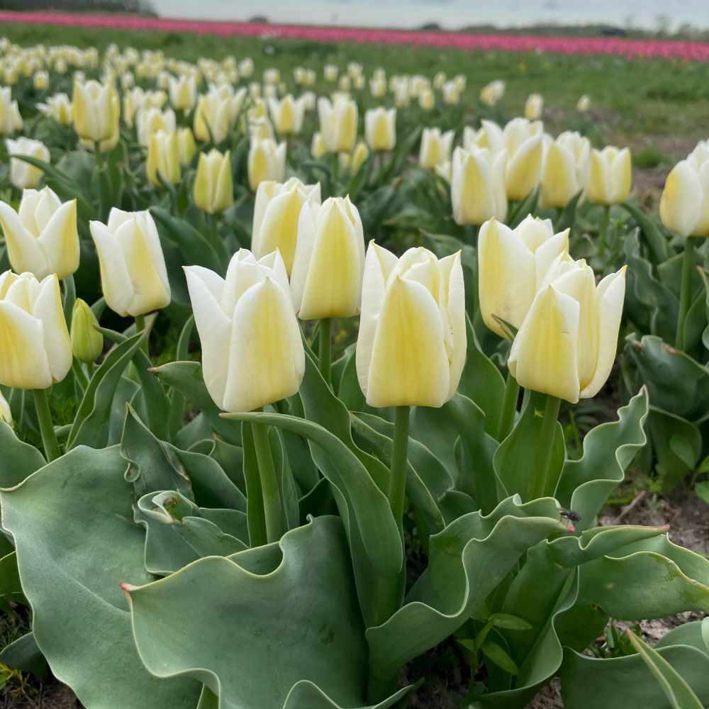 Tulipa Calgary 10 st. BIO