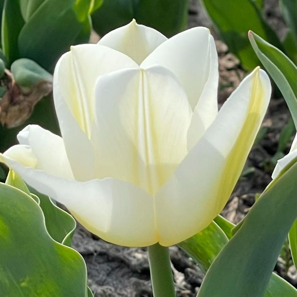 Tulipa Calgary 10 st. BIO